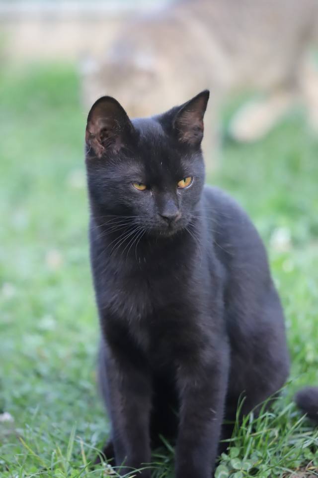 Fekete cica a fűben